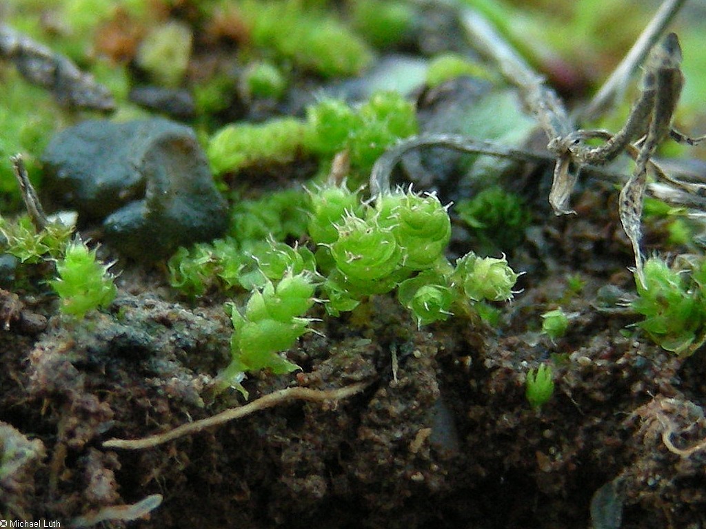 Представитель Семейства Gigaspermaceae